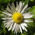 Wildflower2.jpg