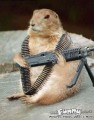 chipmunk.jpg