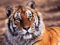 Beauty Tiger.jpg