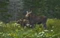 Moose with Two Calves-4.jpg