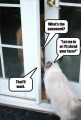 1 funny cat pw.jpg