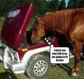 1 funny 350 horse.jpg