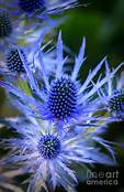 Blue Thistle.jpg