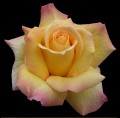 Peace rose photo.jpg